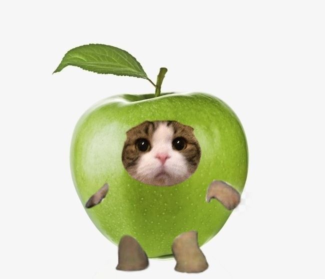 Avatar Ảnh Mèo Cute 9