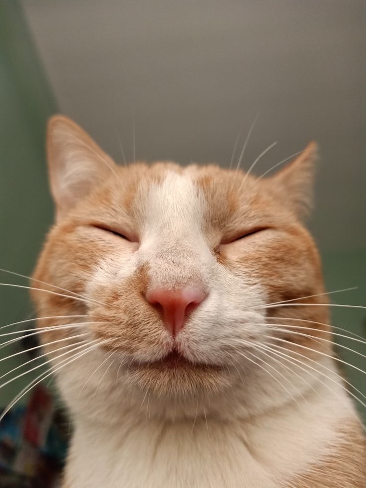 Avatar Ảnh Mèo Cute 2