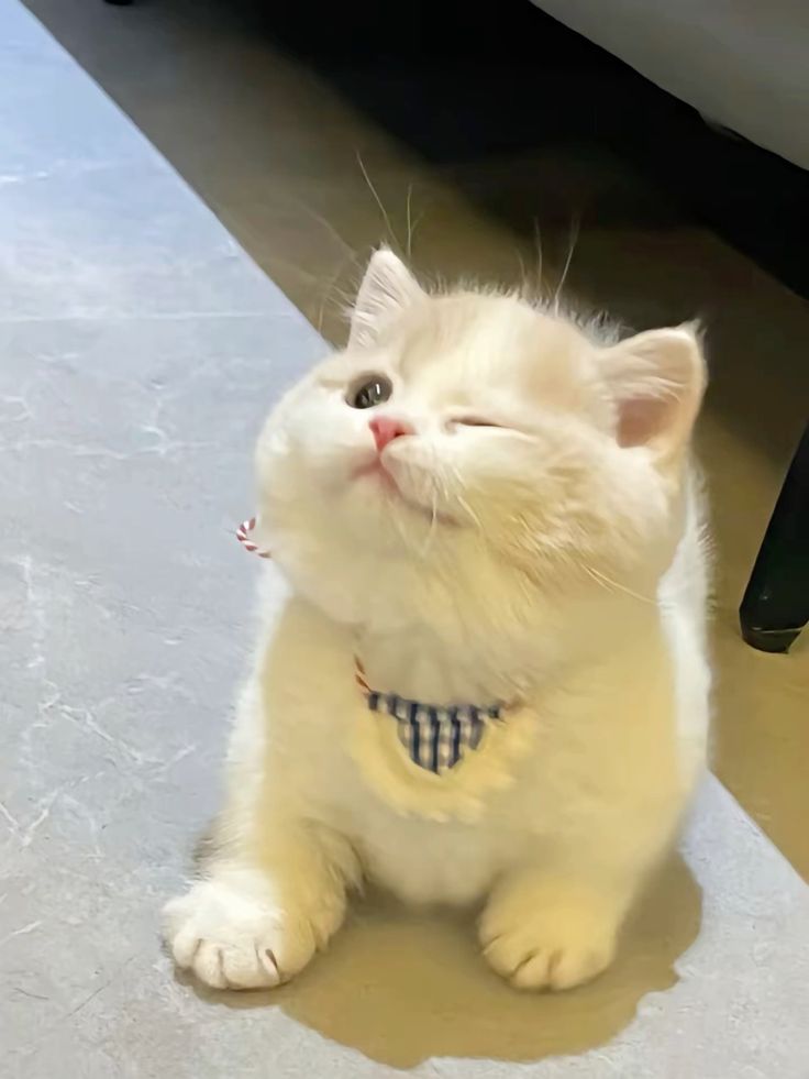 Avatar Ảnh Mèo Cute 11