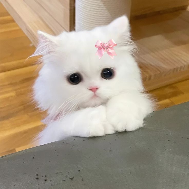 Ảnh Avatar Mèo Cute 5