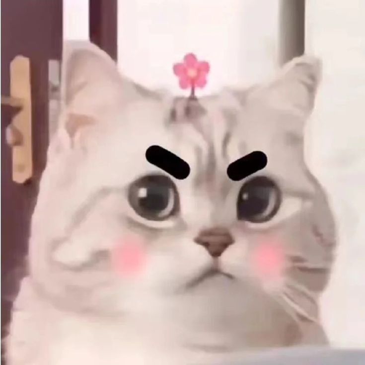 Avatar Ảnh Mèo Cute 6