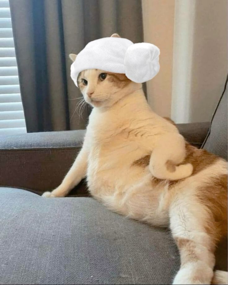 Avatar Ảnh Mèo Cute 13