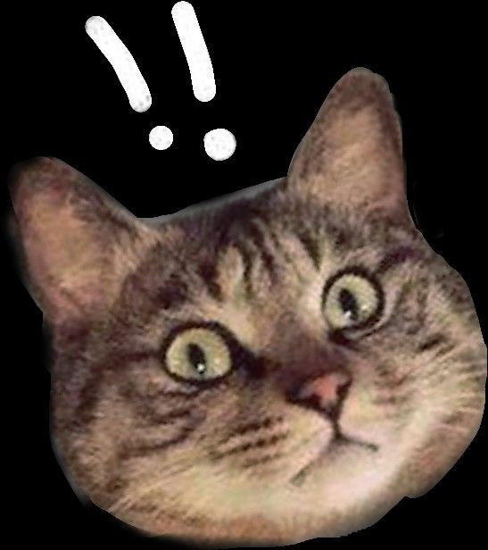 Avatar Ảnh Mèo Cute 10