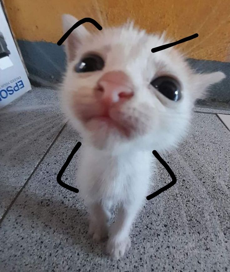 Avatar Ảnh Mèo Cute 4