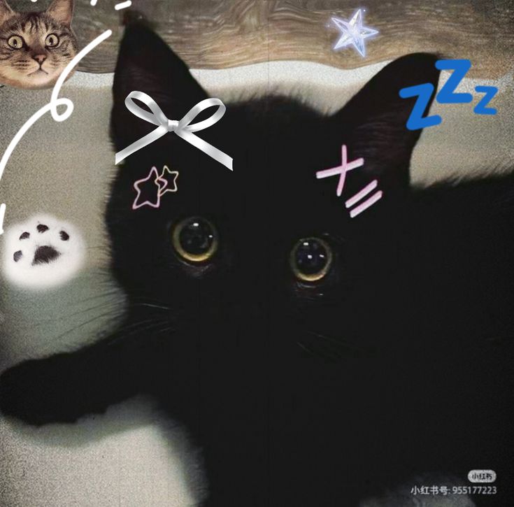 Avatar Ảnh Mèo Cute 8