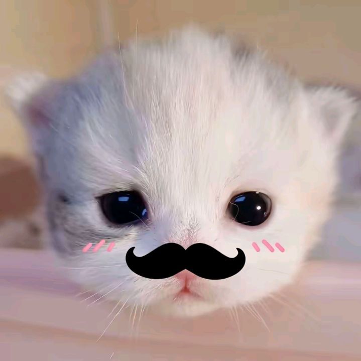 Avatar Ảnh Mèo Cute 1