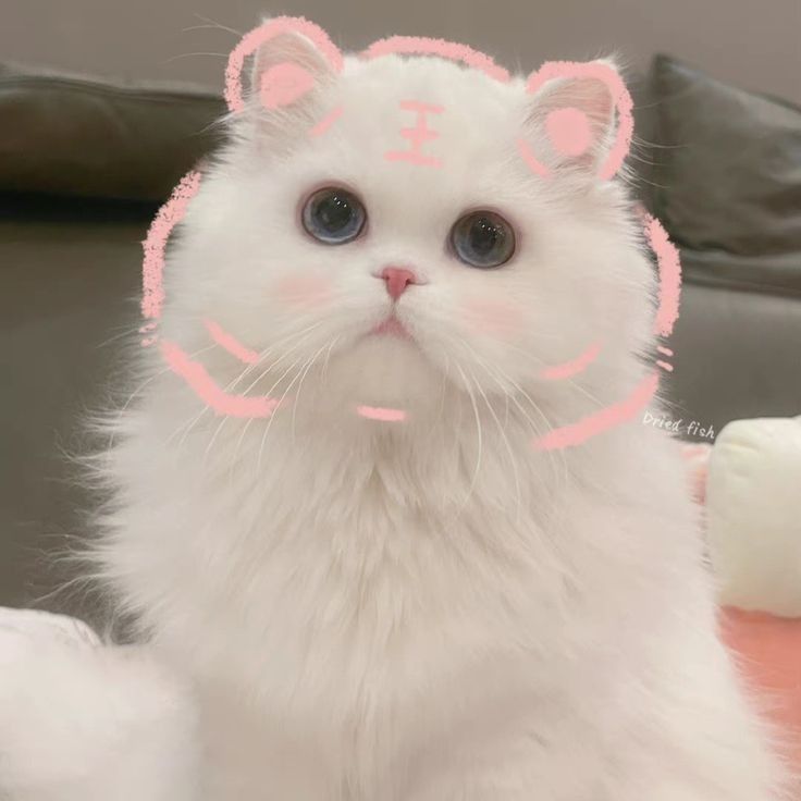 Avatar cute mèo xinh 14