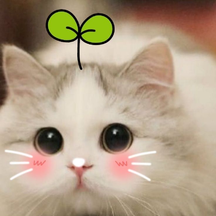 Avatar cute mèo xinh 4