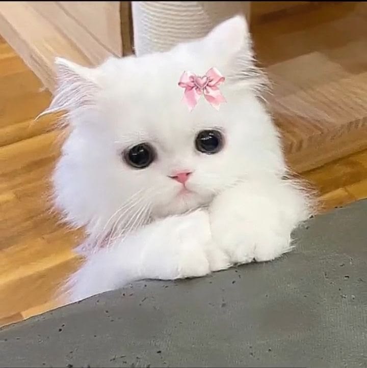Avatar Mèo Cute 7