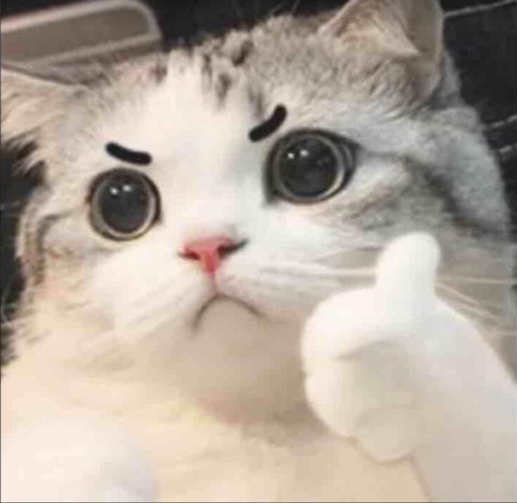 Avatar Mèo Cute Dễ Thương 5