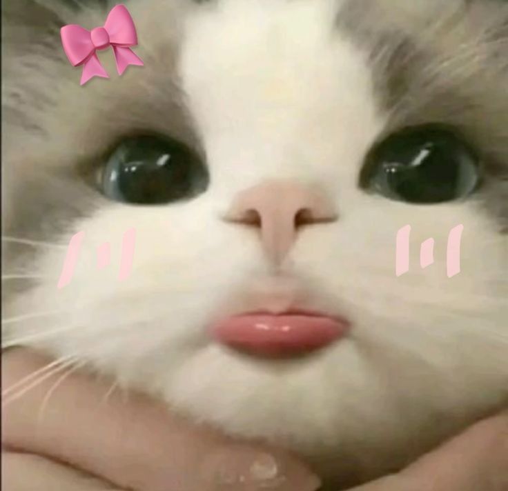 Avatar Mèo Cute Dễ Thương 14