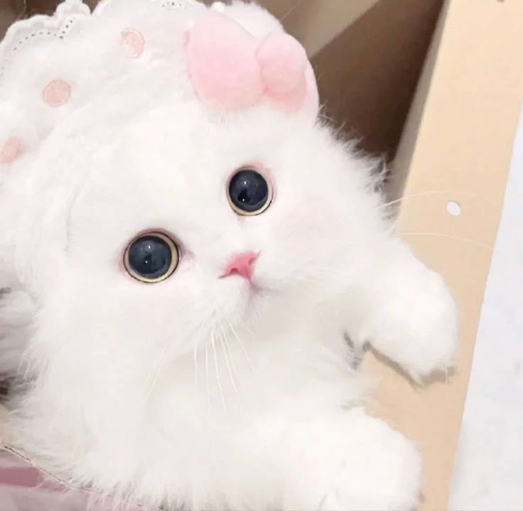 Avatar Mèo Cute Dễ Thương 18