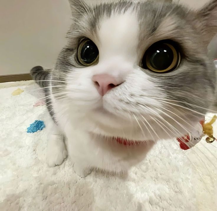 Avatar Mèo Ngáo Hài Hước 13