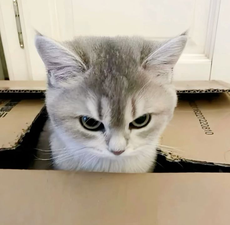 Avatar Mèo Ngáo 13