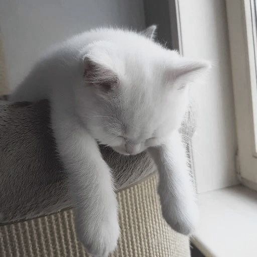 Avatar Mèo Ngáo 15