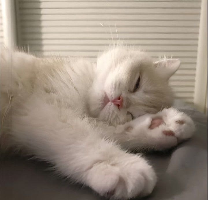 Avatar Mèo Ngáo 11