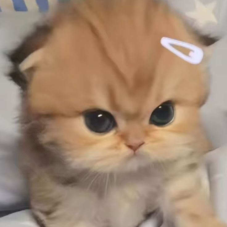 Avatar Mèo Ngáo Hài Hước 2