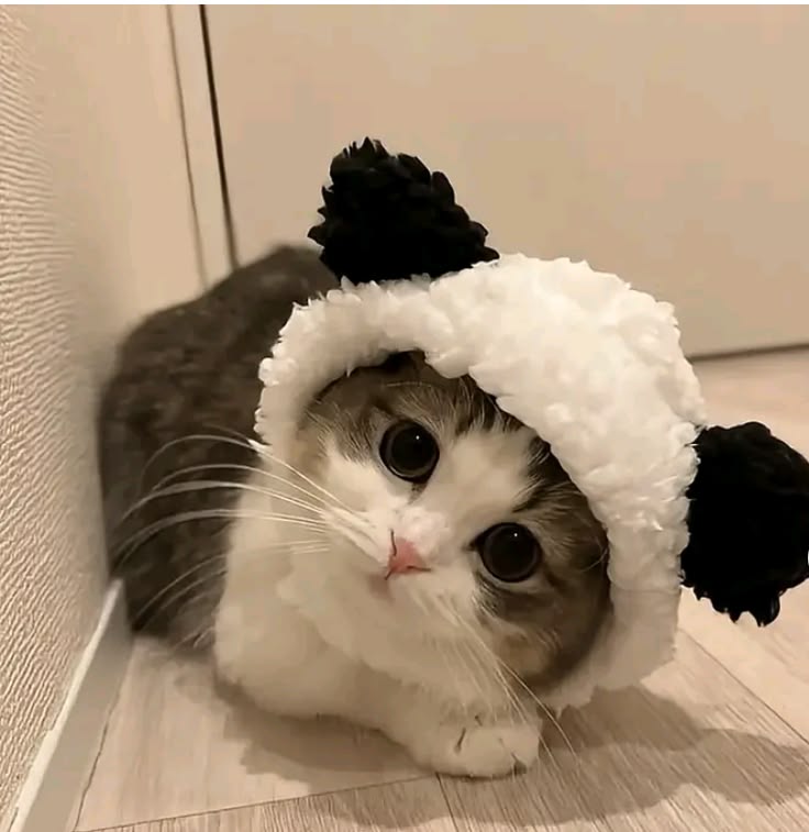 Avatar Mèo Ngáo Hài Hước 14