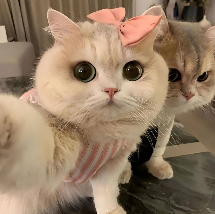 Avatar Mèo Ngáo Hài Hước 7