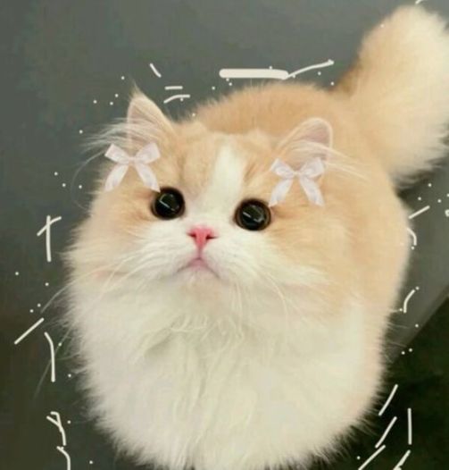 Avatar Mèo Ngáo Hài Hước 9