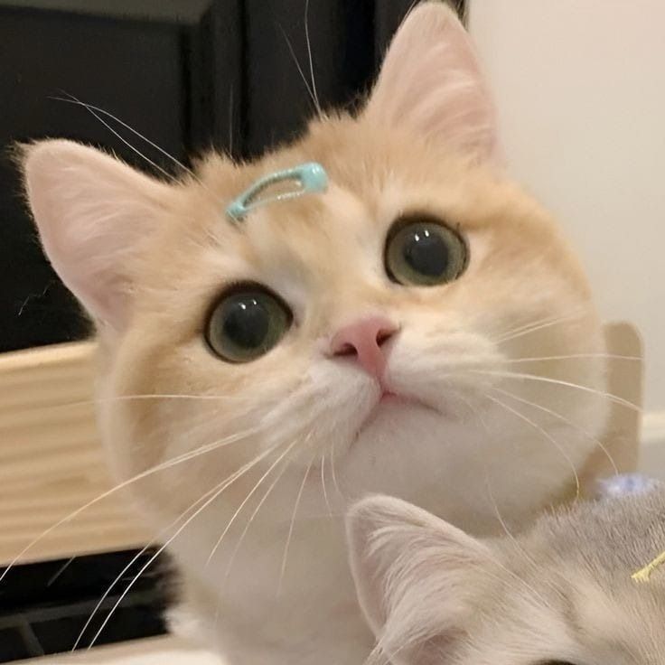 Avatar Mèo Ngáo Hài Hước 12