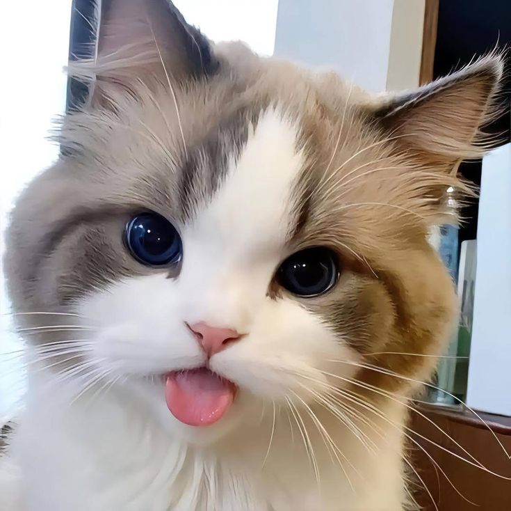 Avatar Mèo Ngáo Hài Hước 15