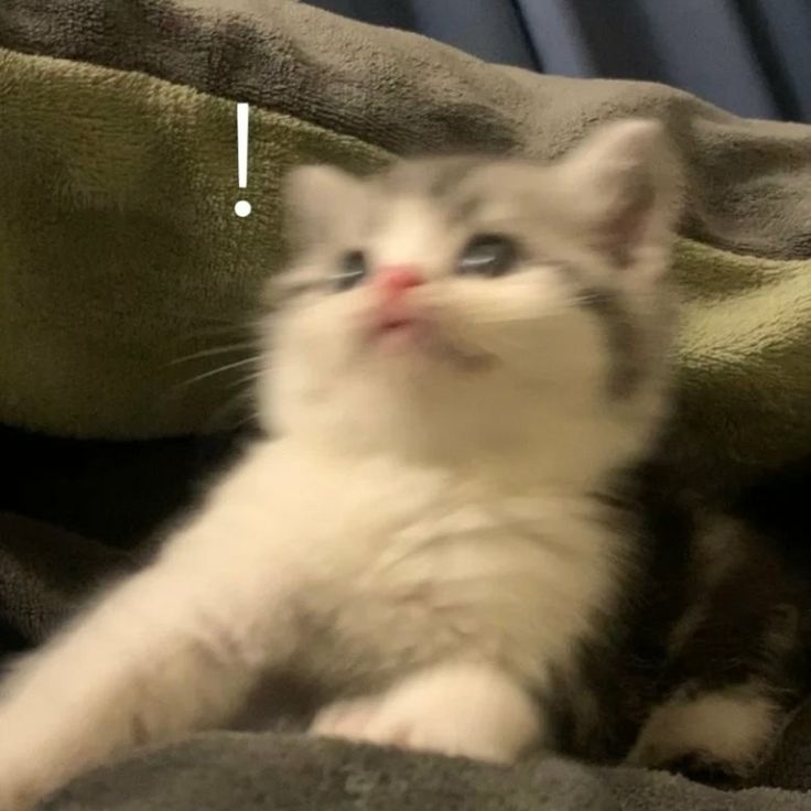 Avatar Mèo Ngáo Hài Hước 16