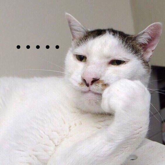 Avatar Mèo Ngáo Hài Hước 17