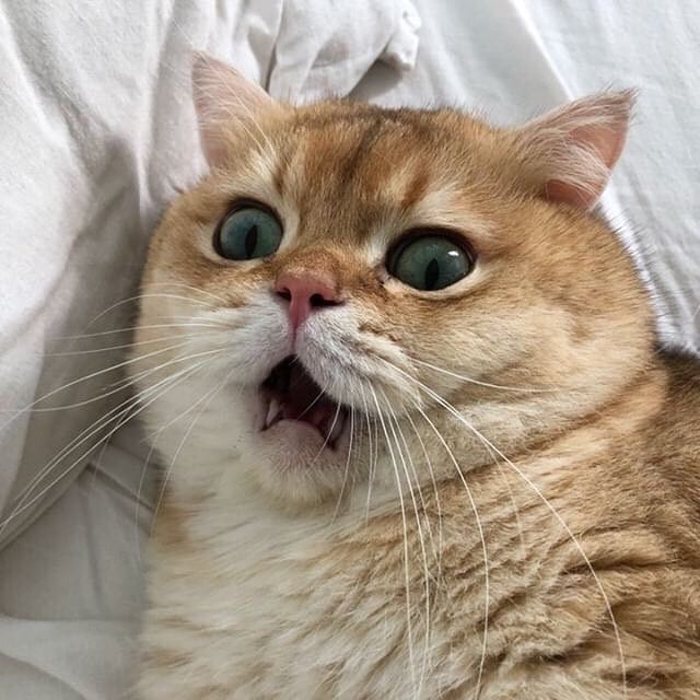 Avatar Mèo Ngáo 10