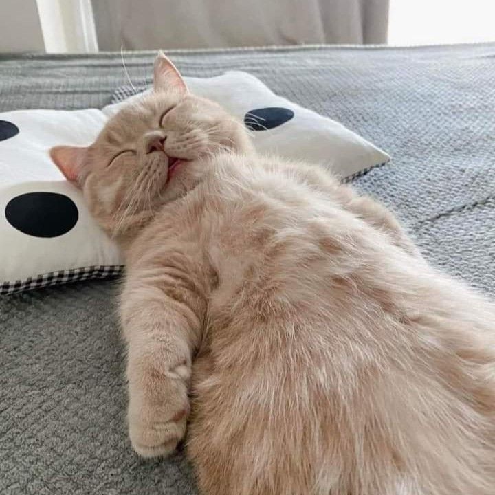 Avatar Mèo Ngáo 12