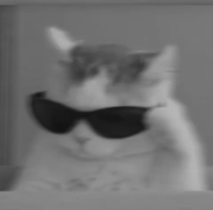 Avatar Mèo Ngầu Cá Tính 2