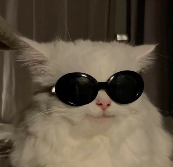 Avatar Mèo Ngầu Cá Tính 11