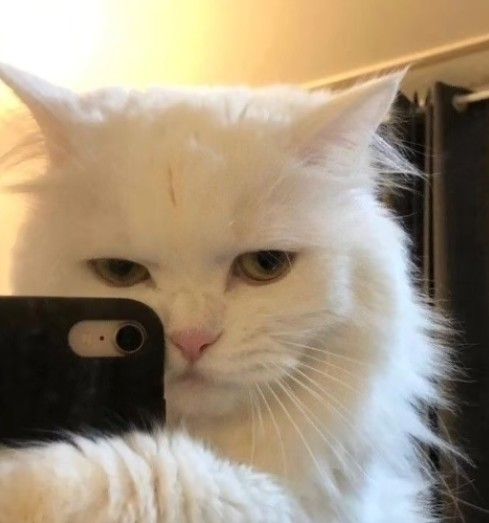 Avatar Mèo Ngầu Cá Tính 12