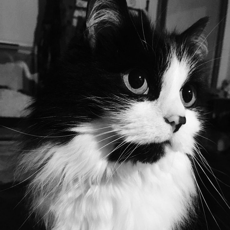 Avatar Mèo Ngầu Cá Tính 13