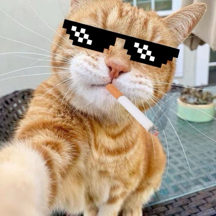 Avatar Mèo Ngầu Cá Tính 15