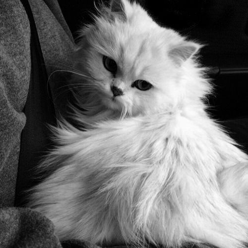 Avatar Mèo Ngầu Cá Tính 16