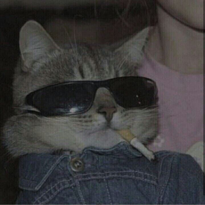 Avatar Mèo Ngầu Cá Tính 18