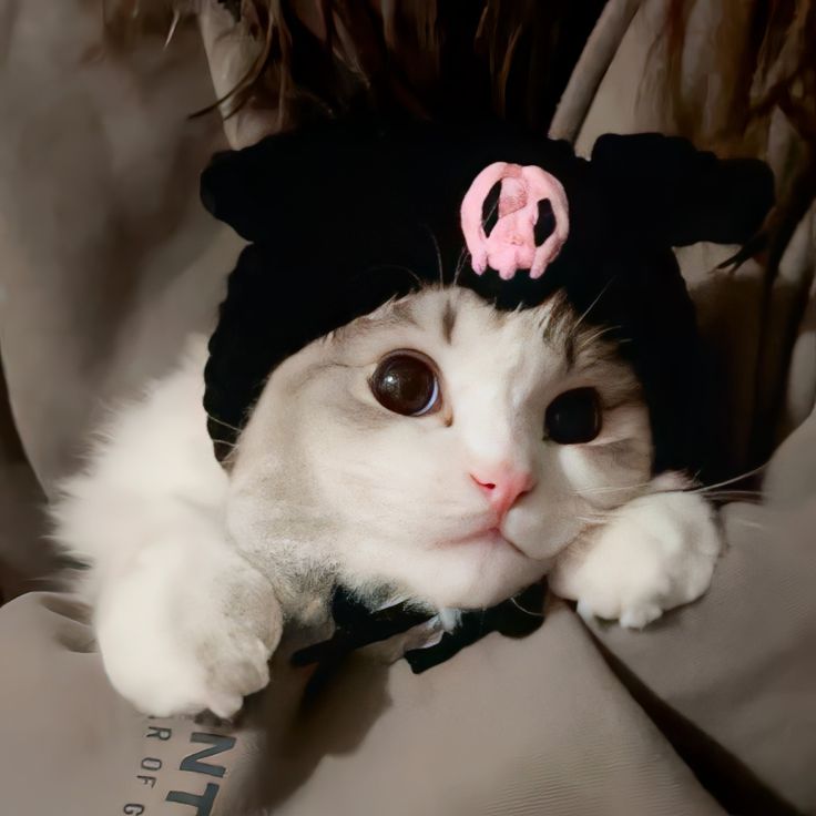 Avatar Mèo Ngầu Cá Tính 3