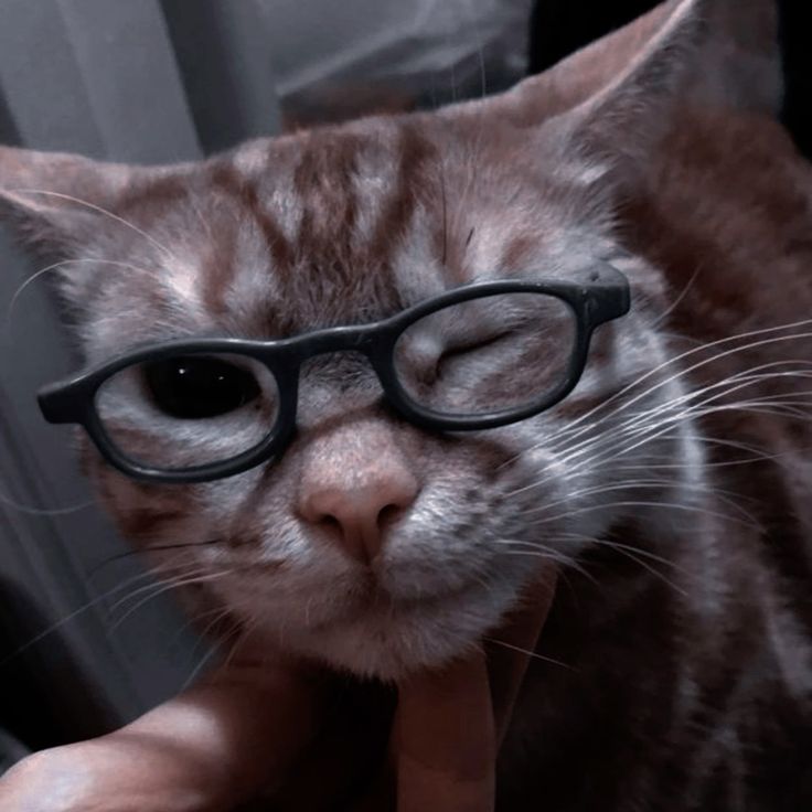 Avatar Mèo Ngầu Cá Tính 4