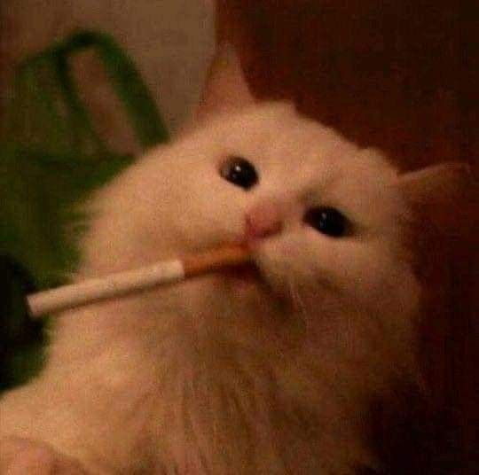 Avatar Mèo Ngầu Cá Tính 5