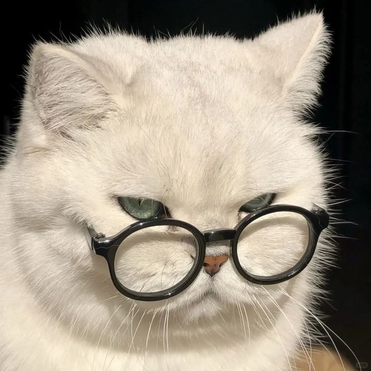 Avatar Mèo Ngầu Cá Tính 9