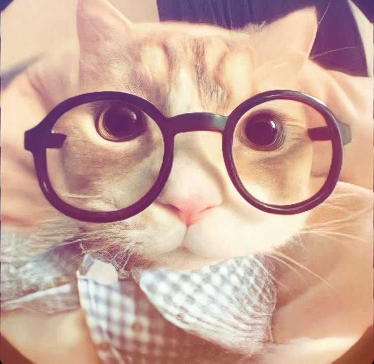 Avatar Mèo Ngầu Cá Tính 10