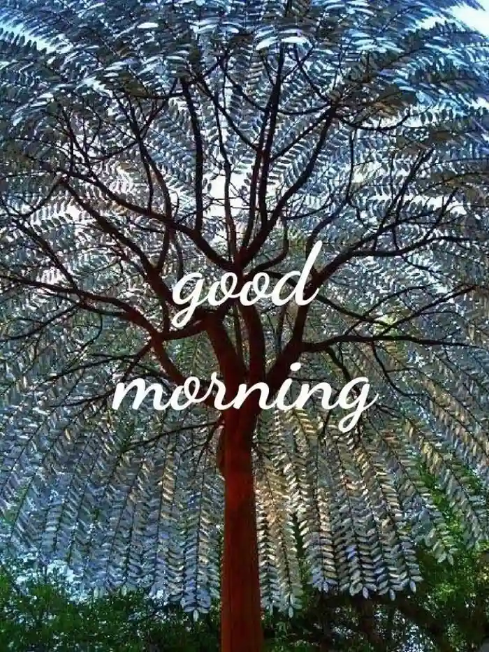 Beautiful Nature Good Morning Images 60