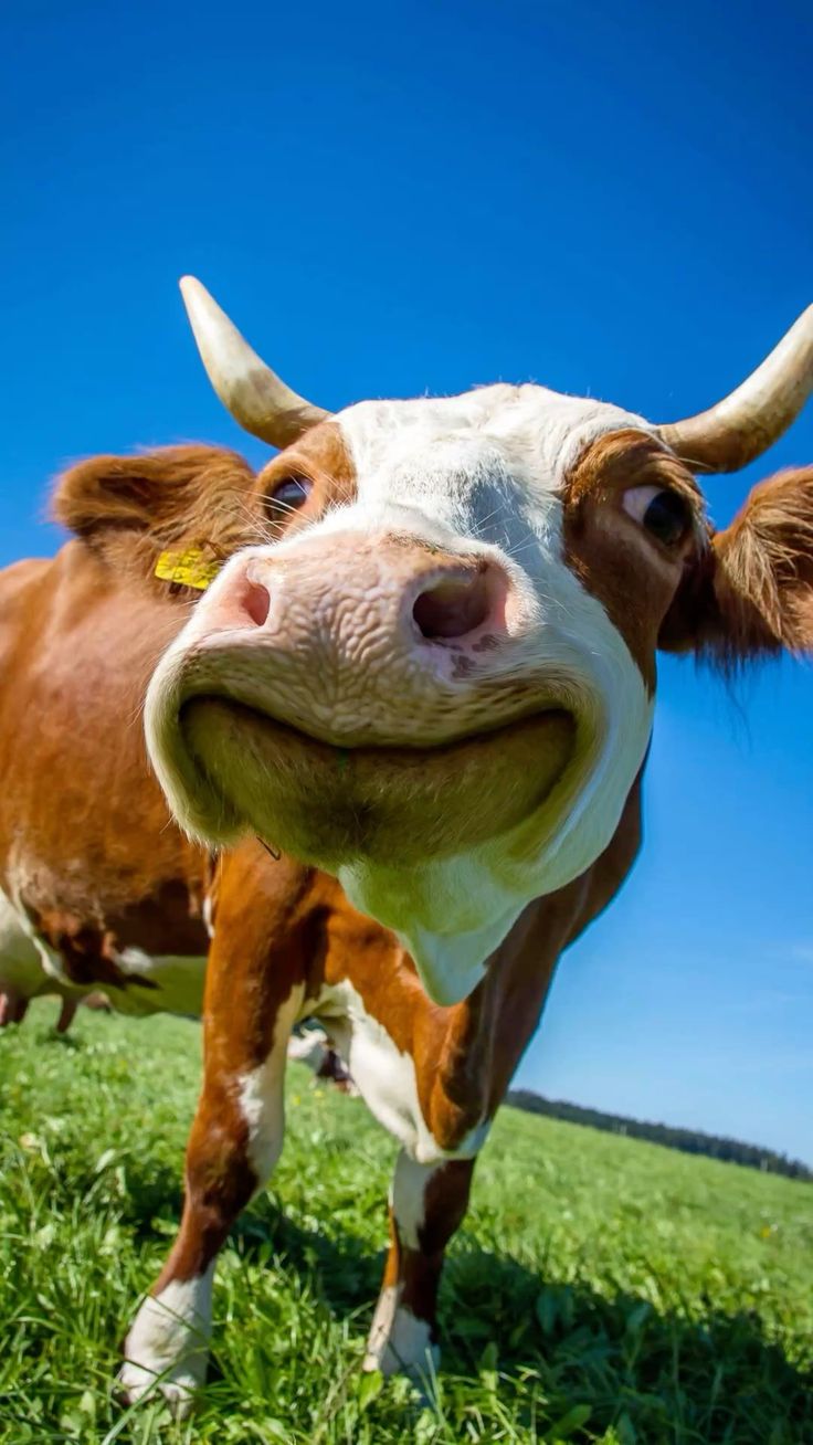 Hình Ảnh Con Bò 5