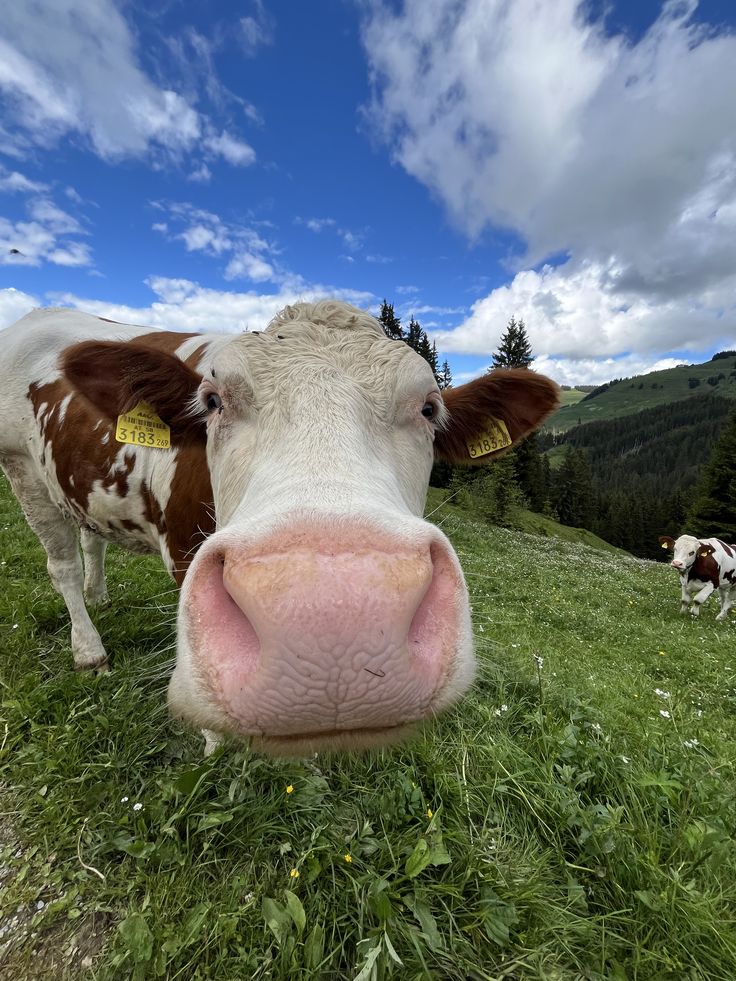 Hình Ảnh Con Bò 15