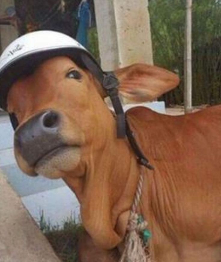 Hình Ảnh Con Bò 14