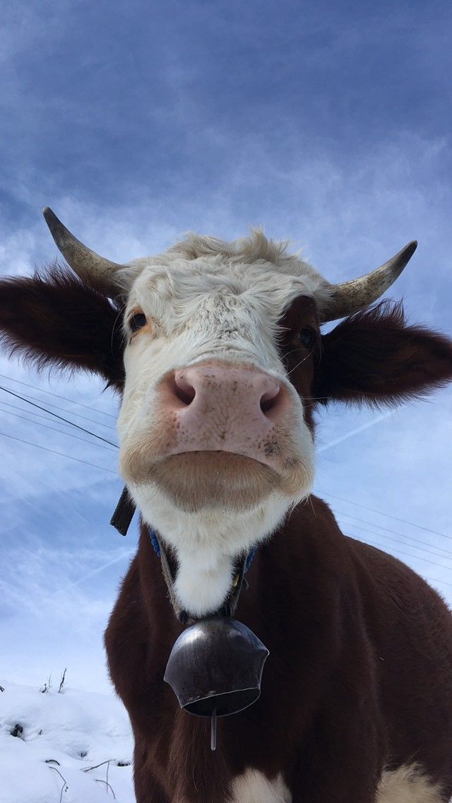 Hình Ảnh Con Bò 11