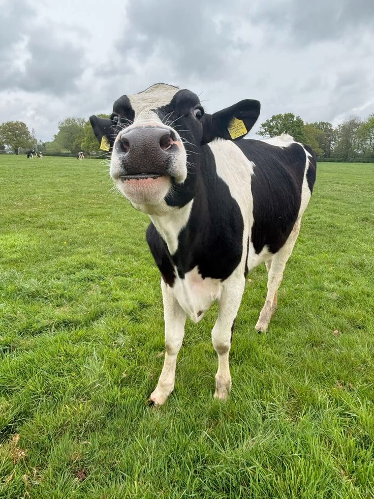 Hình Ảnh Con Bò 8