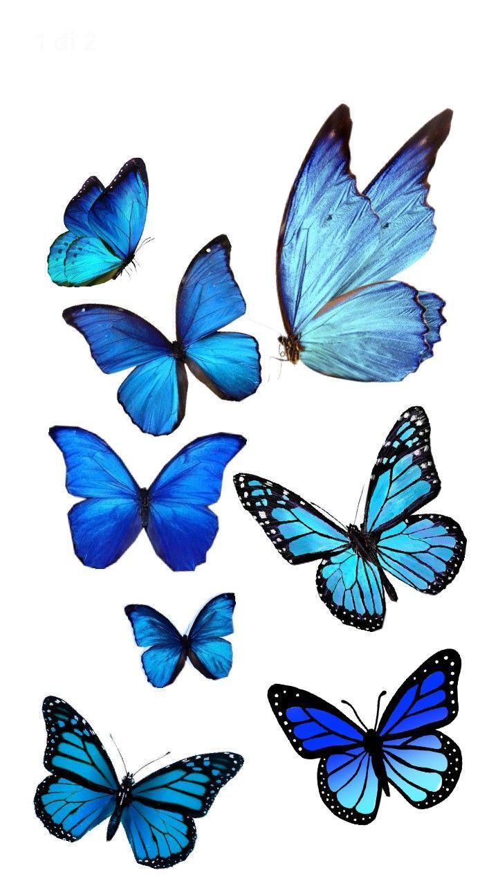 Hình Ảnh Con Bướm 8