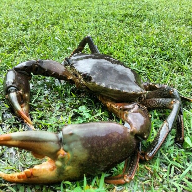 Hình Ảnh Con Cua 6